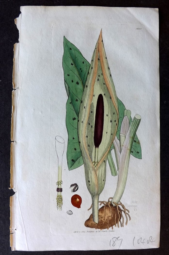 Sowerby, James 1804 Hand Col Botanical Print. Cuckow-Pint or Wake Robin 1298 (1 of 1)