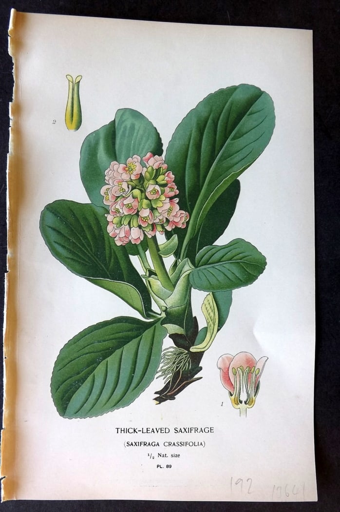 Step, Edward 1897 Botanical Print. Thick Leaved Saxifrage 89: Chromolithographs Published 1896-97 by Frederick Warne & Co., London for "Favourite Flowers of Garden and Greenhouse" by Edward Step and William Watson. Paper Size: 9.5 x 6 inch (24 x 15cm) Good Condi