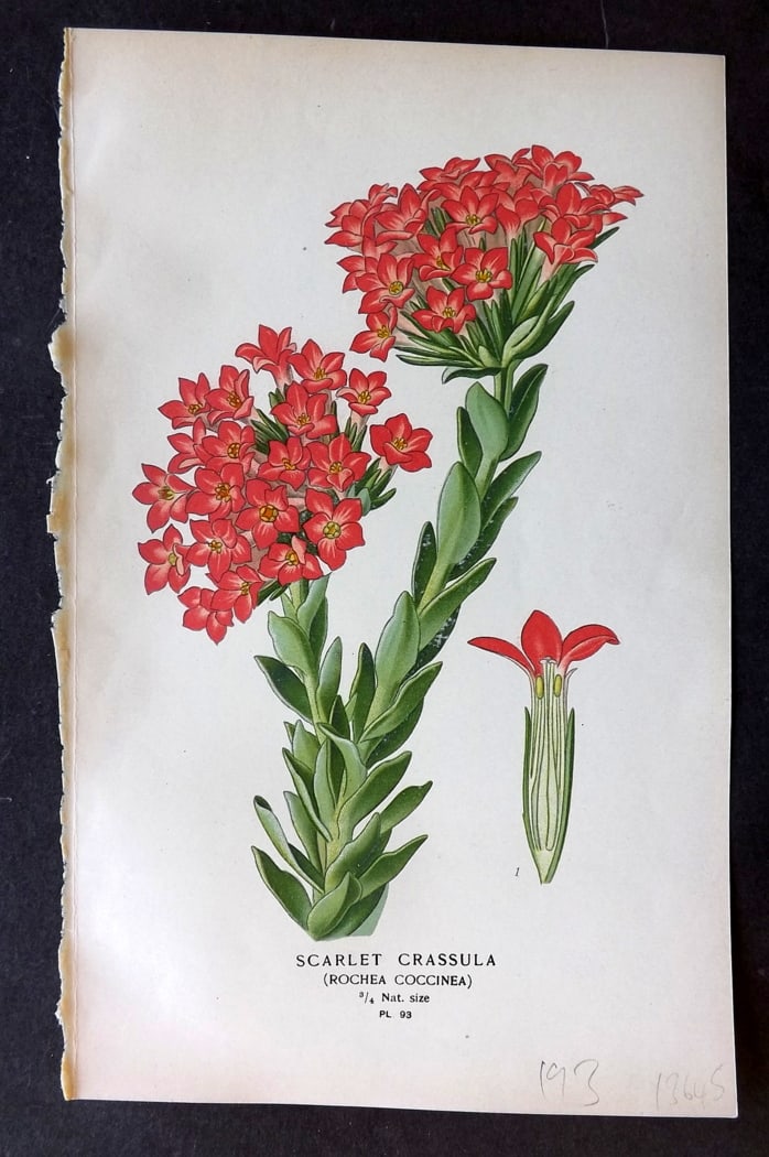 Step, Edward 1897 Botanical Print. Scarlet Crassula 93: Chromolithographs Published 1896-97 by Frederick Warne & Co., London for "Favourite Flowers of Garden and Greenhouse" by Edward Step and William Watson. Paper Size: 9.5 x 6 inch (24 x 15cm) Good Condi