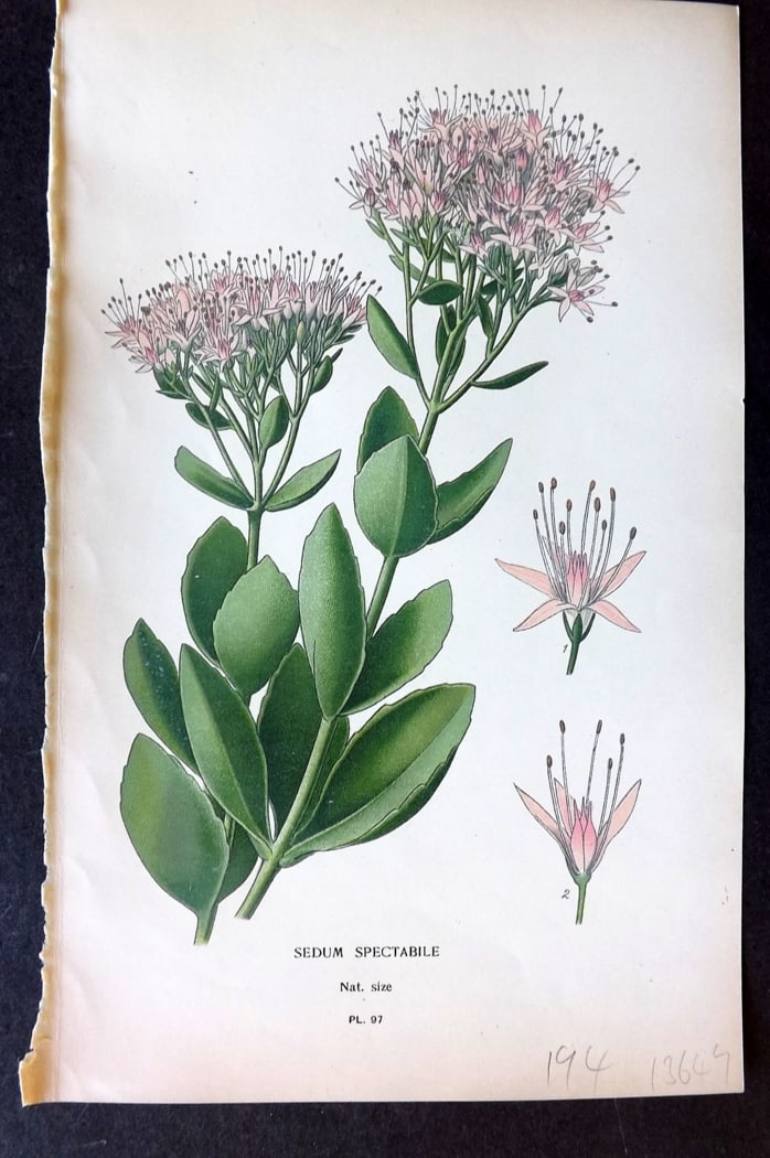 Step, Edward 1897 Botanical Print. Sedum Spectabile 97: Chromolithographs Published 1896-97 by Frederick Warne & Co., London for "Favourite Flowers of Garden and Greenhouse" by Edward Step and William Watson. Paper Size: 9.5 x 6 inch (24 x 15cm) Good Condi