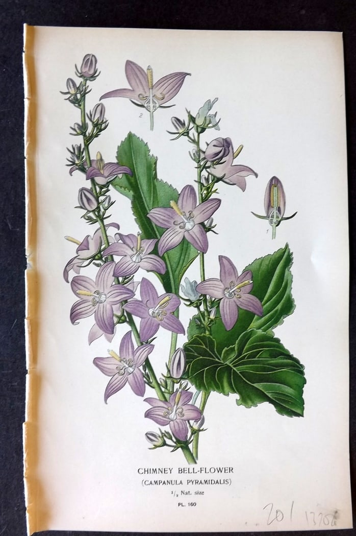 Step, Edward 1897 Botanical Print. Chimney Bell Flower 160: Chromolithographs Published 1896-97 by Frederick Warne & Co., London for "Favourite Flowers of Garden and Greenhouse" by Edward Step and William Watson. Paper Size: 9.5 x 6 inch (24 x 15cm) Good Condi