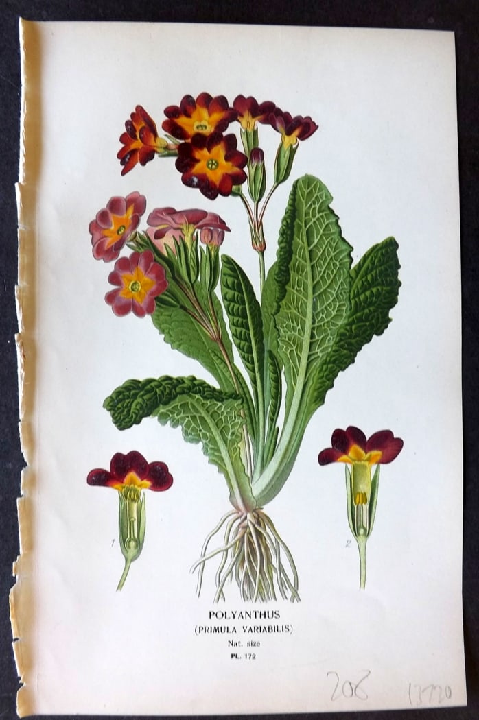 Step, Edward 1897 Botanical Print. Polyanthus 172: Chromolithographs Published 1896-97 by Frederick Warne & Co., London for "Favourite Flowers of Garden and Greenhouse" by Edward Step and William Watson. Paper Size: 9.5 x 6 inch (24 x 15cm) Good Condi
