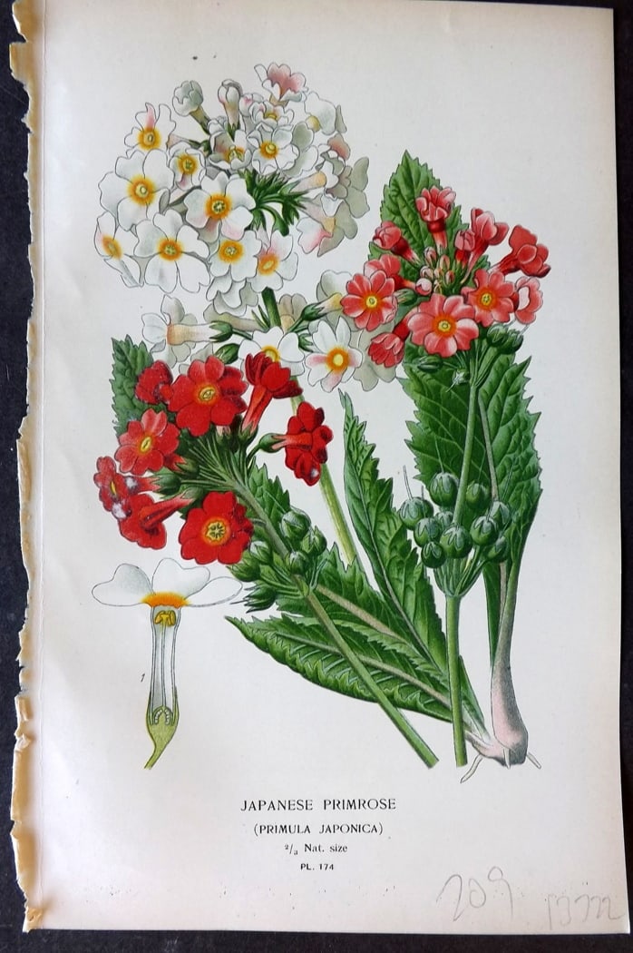 Step, Edward 1897 Botanical Print. Japanese Primrose 174: Chromolithographs Published 1896-97 by Frederick Warne & Co., London for "Favourite Flowers of Garden and Greenhouse" by Edward Step and William Watson. Paper Size: 9.5 x 6 inch (24 x 15cm) Good Condi