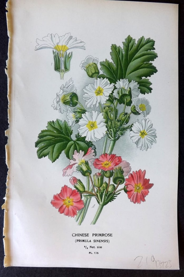 Step, Edward 1897 Botanical Print. Chinese Primrose 175: Chromolithographs Published 1896-97 by Frederick Warne & Co., London for "Favourite Flowers of Garden and Greenhouse" by Edward Step and William Watson. Paper Size: 9.5 x 6 inch (24 x 15cm) Good Condi