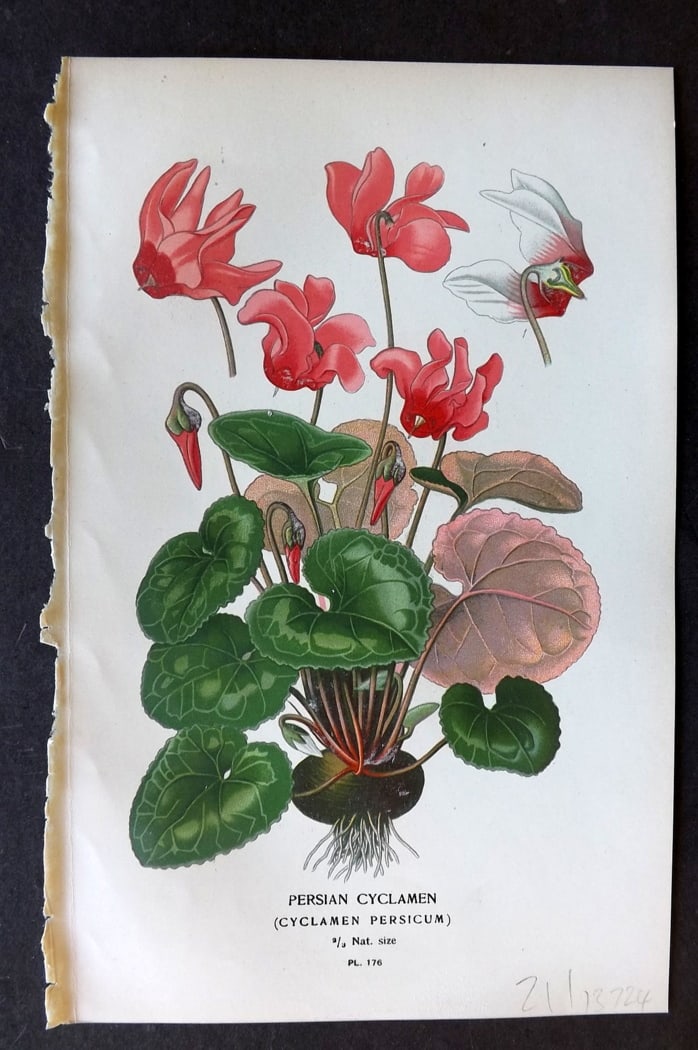Step, Edward 1897 Botanical Print. Persian Cyclamen 176 (1 of 1)