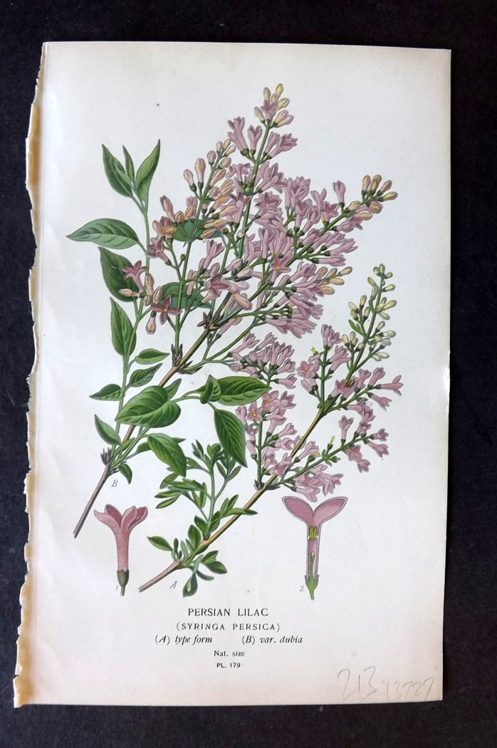 Step, Edward 1897 Botanical Print. Persian Lilac (1 of 1)