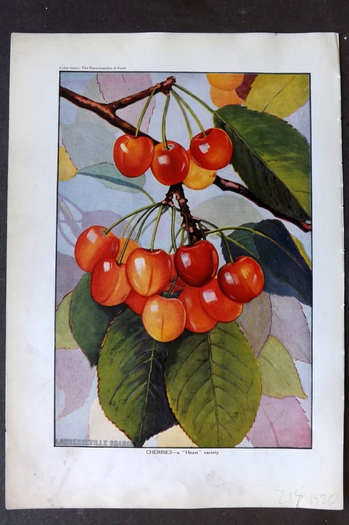 Ward, Artemas 1923 Fruit Print. Cherries (1 of 1)