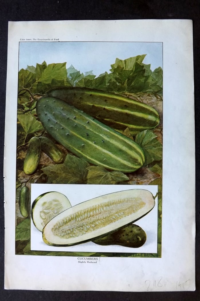 Ward, Artemas 1923 Fruit Print. Cucumbers: Offset Lithographs Published 1923, New York for "The Encyclopedia of Food" by Artemas Ward. Paper Size: 10.5 x 7.5 inch (27 x 19cm) Discrete ink library stamp on edge of bottom image.