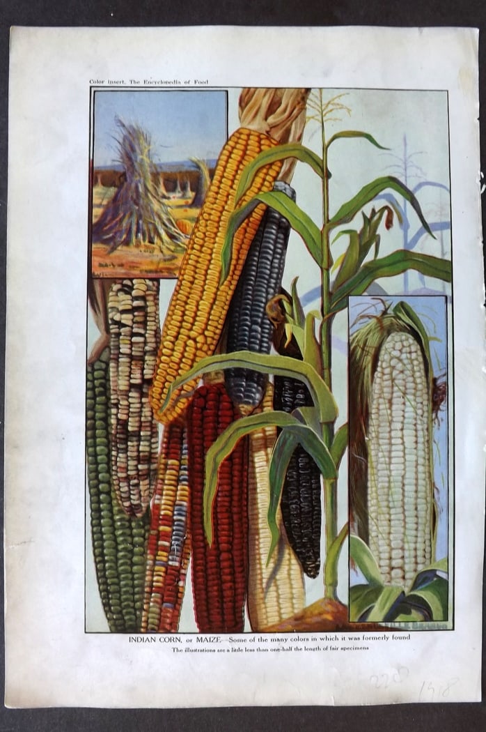 Ward, Artemas 1923 Fruit Print. Indian Corn or Maize: Offset Lithographs Published 1923, New York for "The Encyclopedia of Food" by Artemas Ward. Paper Size: 10.5 x 7.5 inch (27 x 19cm) Discrete ink library stamp on edge of bottom image. A little margin 