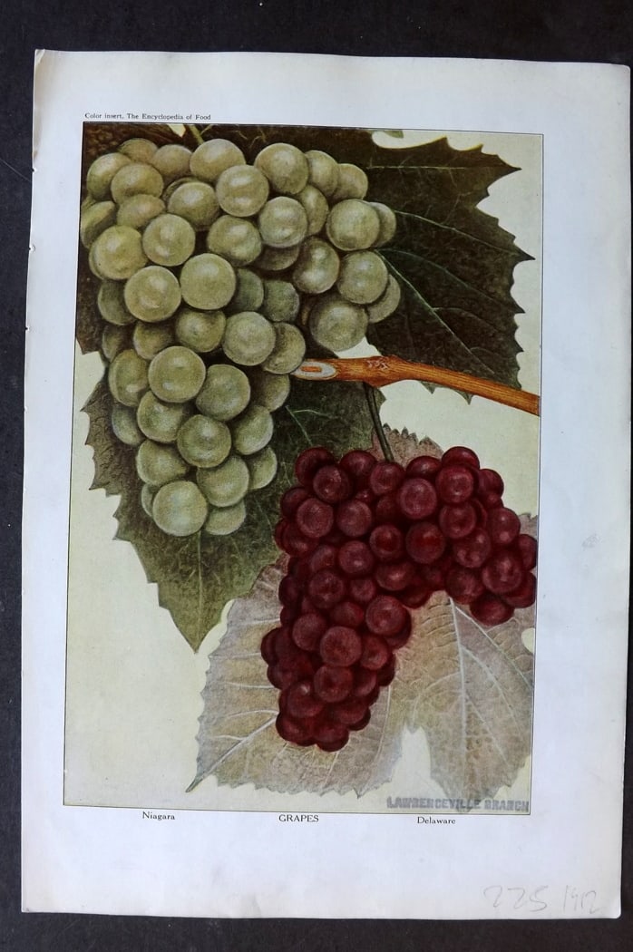 Ward, Artemas 1923 Fruit Print. Grapes (1 of 1)