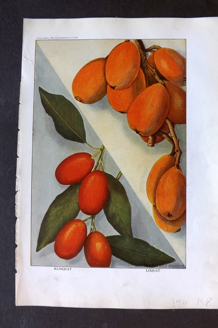 Ward, Artemas 1923 Fruit Print. Kumquat, Loquat: Offset Lithographs Published 1923, New York for "The Encyclopedia of Food" by Artemas Ward. Paper Size: 10.5 x 7.5 inch (27 x 19cm) Discrete ink library stamp on edge of bottom image.