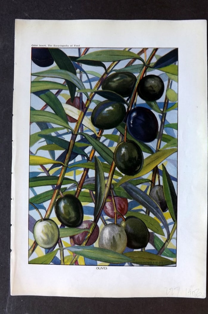 Ward, Artemas 1923 Fruit Print. Olives: Offset Lithographs Published 1923, New York for "The Encyclopedia of Food" by Artemas Ward. Paper Size: 10.5 x 7.5 inch (27 x 19cm) Discrete ink library stamp on edge of bottom image.