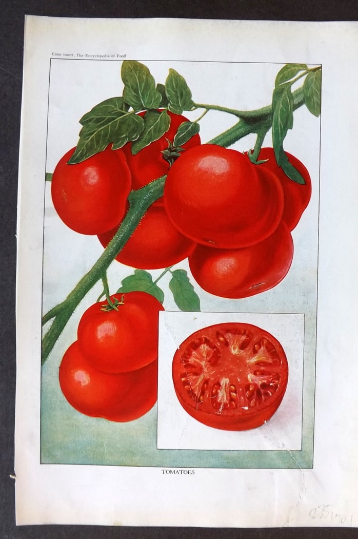 Ward, Artemas 1923 Fruit Print. Tomatoes: Offset Lithographs Published 1923, New York for "The Encyclopedia of Food" by Artemas Ward. Paper Size: 10.5 x 7.5 inch (27 x 19cm) Closed bottom margin tear.