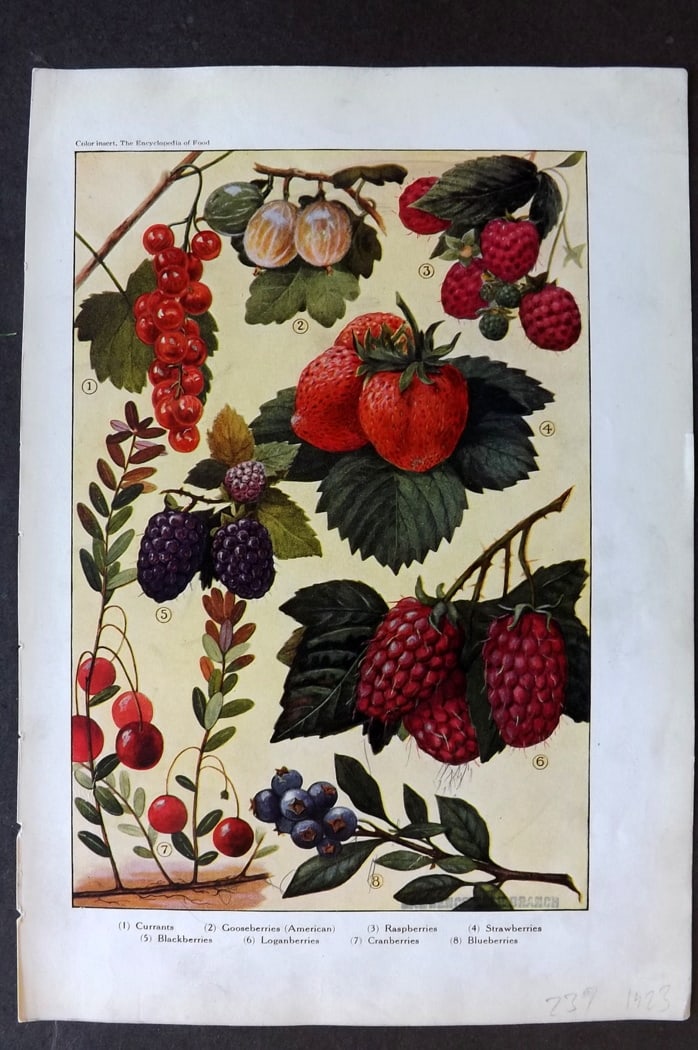 Ward, Artemas 1923 Fruit Print. Currants, Strawberries, Blackberries etc: Offset Lithographs Published 1923, New York for "The Encyclopedia of Food" by Artemas Ward. Paper Size: 10.5 x 7.5 inch (27 x 19cm) Discrete ink library stamp on edge of bottom image.