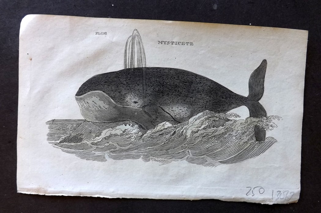 Brightly (Pub) 1811 Hand Col Print. Mysticete Whale: Hand Colored Copper Plate Published 1811 by Brightly & Co, Bungay for "The Natural History of Quadrupeds and Cetaceous Animals" Various Authors - Many images taken from George Shaw's "General Zoology"