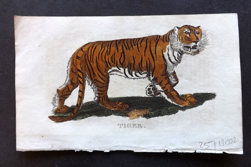 Brightly (Pub) 1811 Hand Col Print. Tiger: Hand Colored Copper Plate Published 1811 by Brightly & Co, Bungay for "The Natural History of Quadrupeds and Cetaceous Animals" Various Authors - Many images taken from George Shaw's "General Zoology"