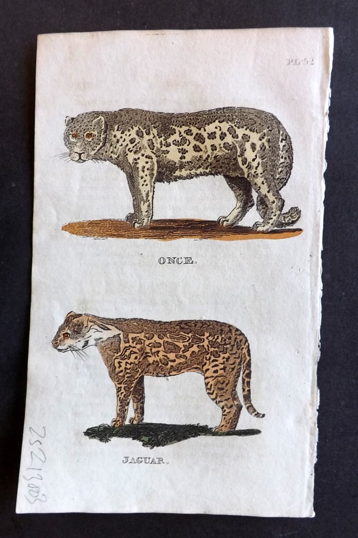 Brightly (Pub) 1811 Hand Col Print. Once, Jaguar: Hand Colored Copper Plate Published 1811 by Brightly & Co, Bungay for "The Natural History of Quadrupeds and Cetaceous Animals" Various Authors - Many images taken from George Shaw's "General Zoology"
