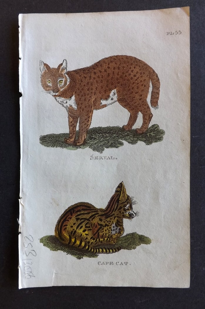 Brightly (Pub) 1811 Hand Col Print. Serval, Cape Cat (1 of 1)