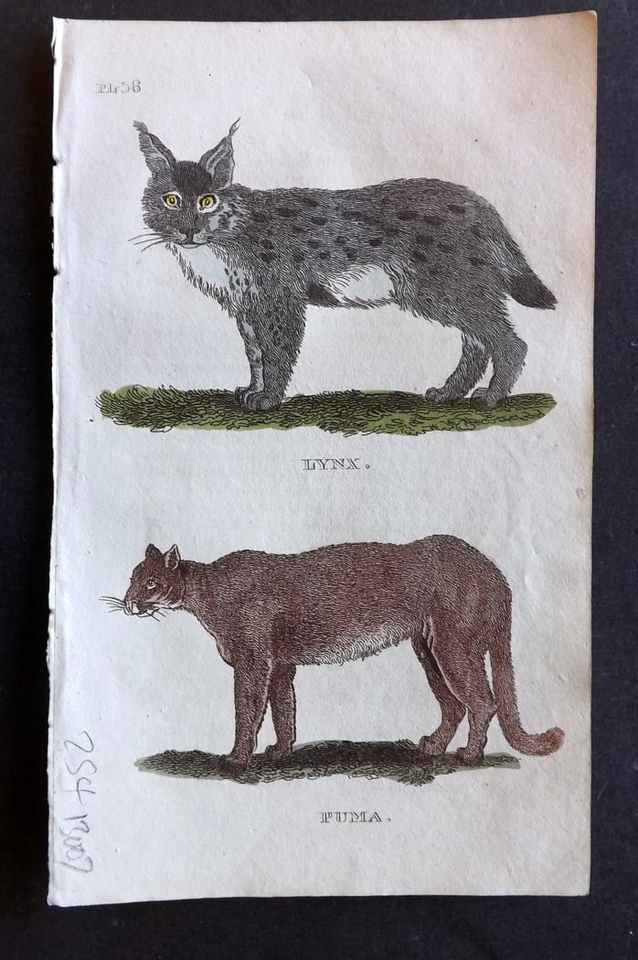 Brightly (Pub) 1811 Hand Col Print. Lynx, Puma: Hand Colored Copper Plate Published 1811 by Brightly & Co, Bungay for "The Natural History of Quadrupeds and Cetaceous Animals" Various Authors - Many images taken from George Shaw's "General Zoology"