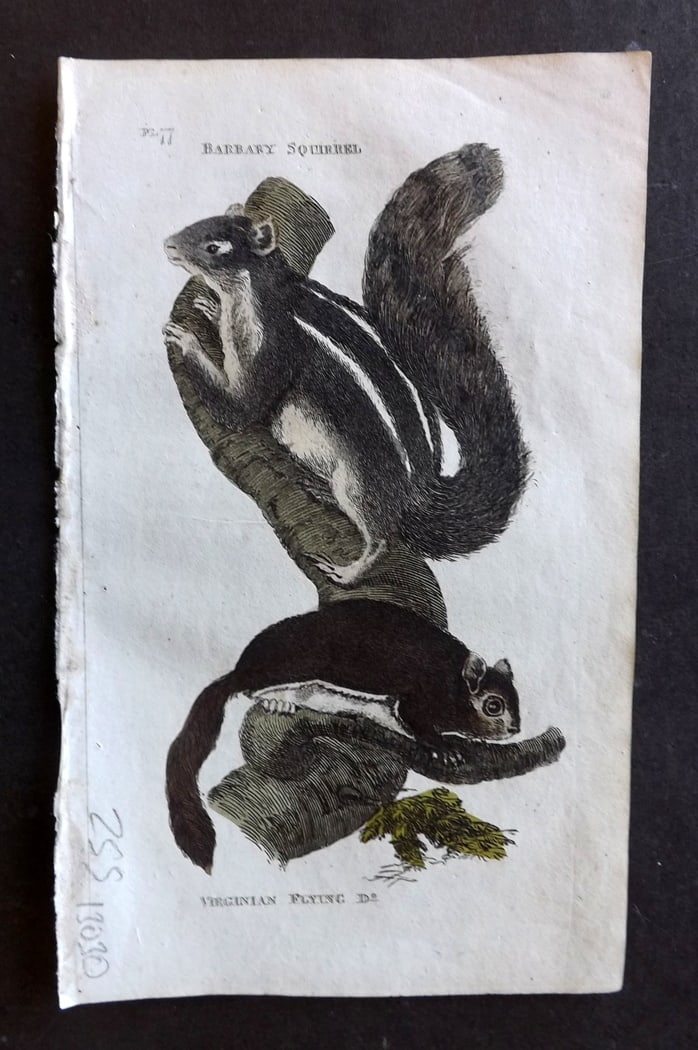 Brightly (Pub) 1811 Hand Col Print. Barbary & Virginian Squirrel (1 of 1)