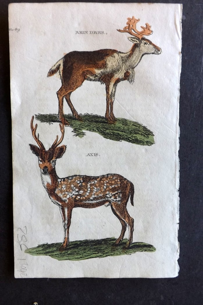 Brightly (Pub) 1811 Hand Col Print. Reindeer, Axis: Hand Colored Copper Plate Published 1811 by Brightly & Co, Bungay for "The Natural History of Quadrupeds and Cetaceous Animals" Various Authors - Many images taken from George Shaw's "General Zoology"