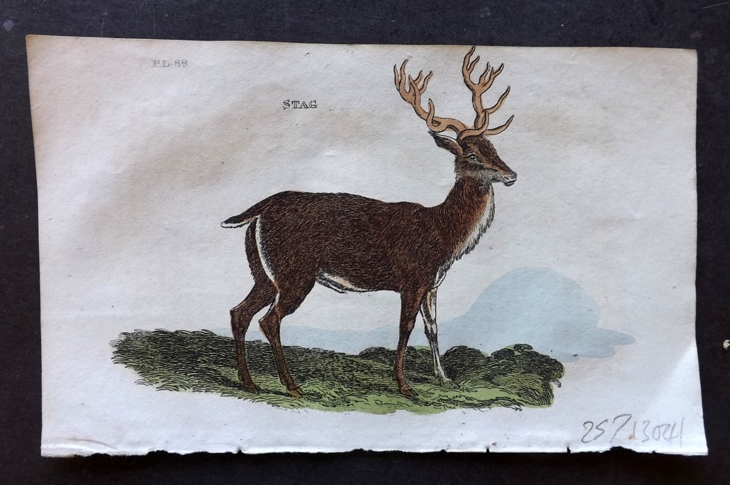 Brightly (Pub) 1811 Hand Col Print. Stag: Hand Colored Copper Plate Published 1811 by Brightly & Co, Bungay for "The Natural History of Quadrupeds and Cetaceous Animals" Various Authors - Many images taken from George Shaw's "General Zoology"