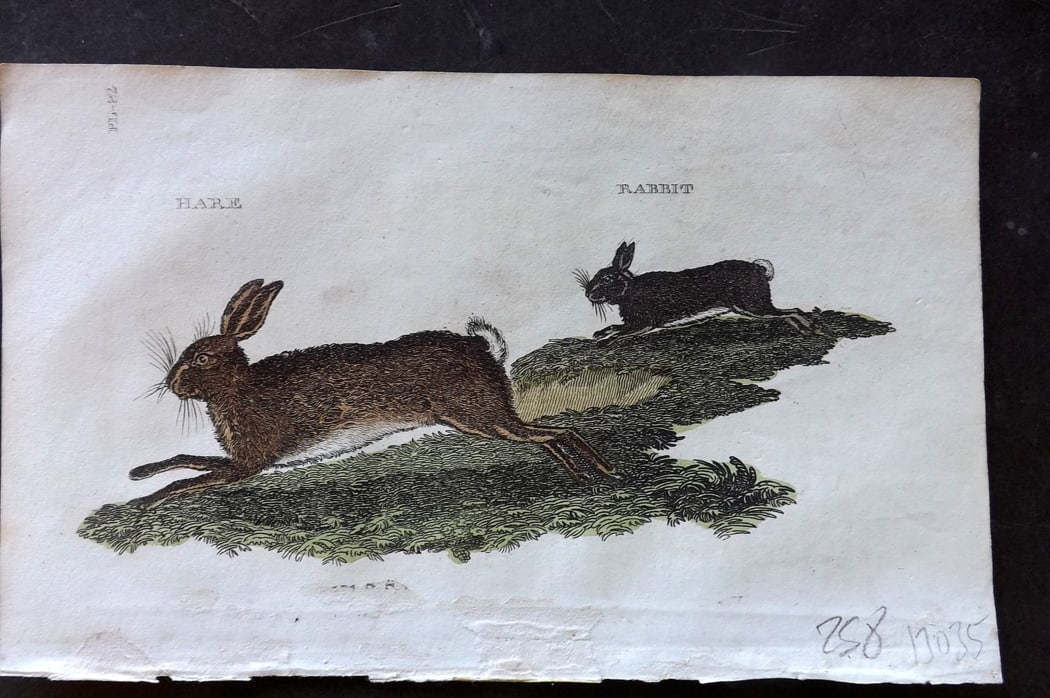 Brightly (Pub) 1811 Hand Col Print. Hare, Rabbit: Hand Colored Copper Plate Published 1811 by Brightly & Co, Bungay for "The Natural History of Quadrupeds and Cetaceous Animals" Various Authors - Many images taken from George Shaw's "General Zoology"