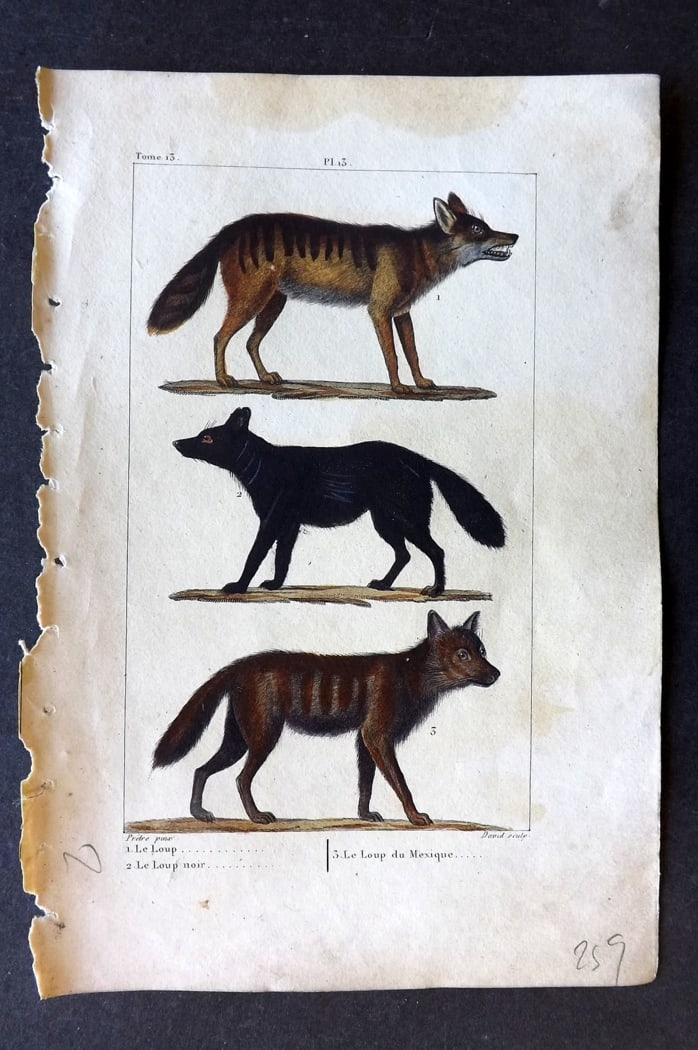 Buffon & Lacepede 1819 Hand Col Print. Wolf, Mexico Wolf, Black Wolf (1 of 1)