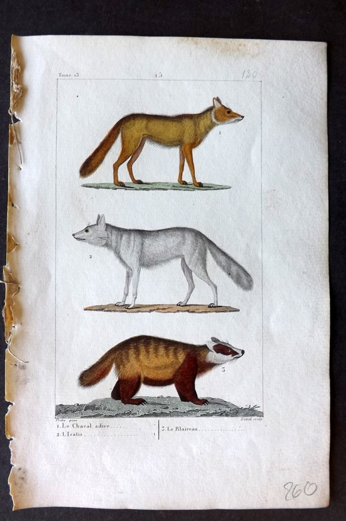 Buffon & Lacepede 1819 Hand Col Print. Jackal, Arctic Fox, Badger: Hand Colored Etching with Engraving Published 1819-22, Paris for "Oeuvres compl?tes de Buffon" by the Comte de Buffon and Bernard Germain de Lacepede. Paper Size: 8 x 5 inch (20 x 13cm) Good Condition