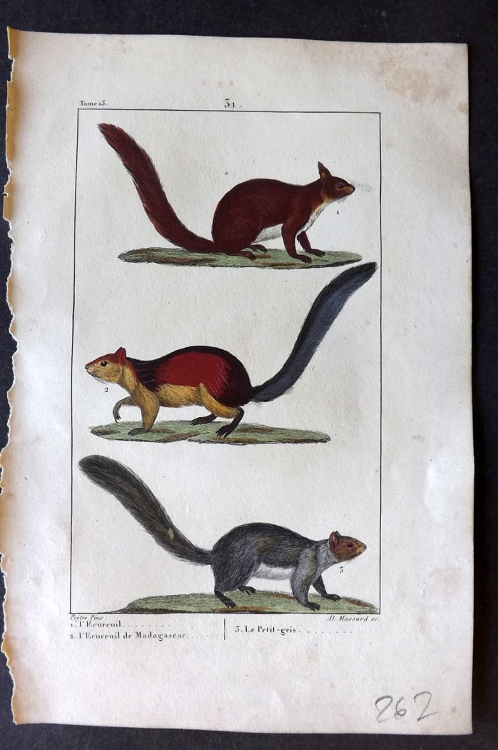 Buffon & Lacepede 1819 Hand Col Print. Squirrels: Hand Colored Etching with Engraving Published 1819-22, Paris for "Oeuvres compl?tes de Buffon" by the Comte de Buffon and Bernard Germain de Lacepede. Paper Size: 8 x 5 inch (20 x 13cm) Minor margin t