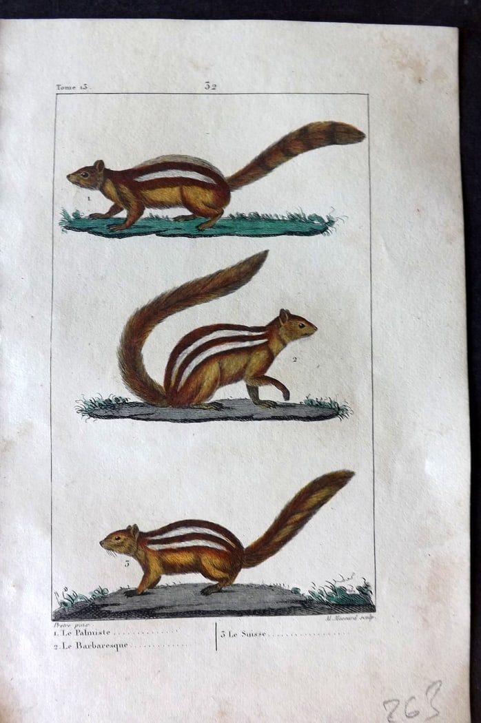 Buffon & Lacepede 1819 Hand Col Print. Squirrels: Hand Colored Etching with Engraving Published 1819-22, Paris for "Oeuvres compl?tes de Buffon" by the Comte de Buffon and Bernard Germain de Lacepede. Paper Size: 8 x 5 inch (20 x 13cm Minor toning, o
