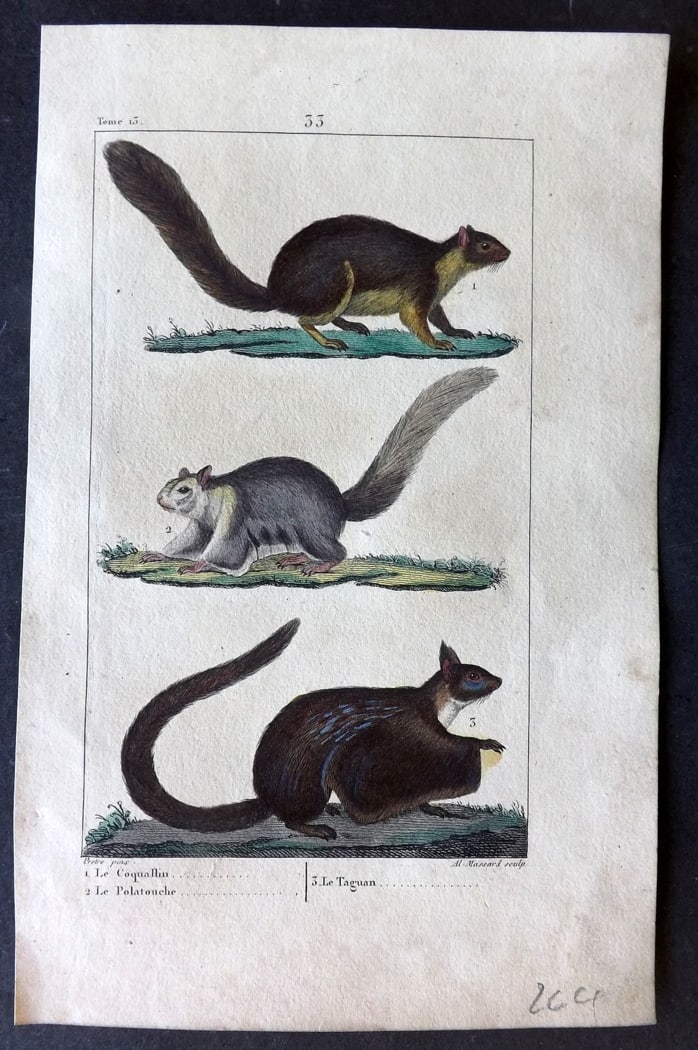 Buffon & Lacepede 1819 Hand Col Print. Squirrels: Hand Colored Etching with Engraving Published 1819-22, Paris for "Oeuvres compl?tes de Buffon" by the Comte de Buffon and Bernard Germain de Lacepede. Paper Size: 8 x 5 inch (20 x 13cm Minor toning, o