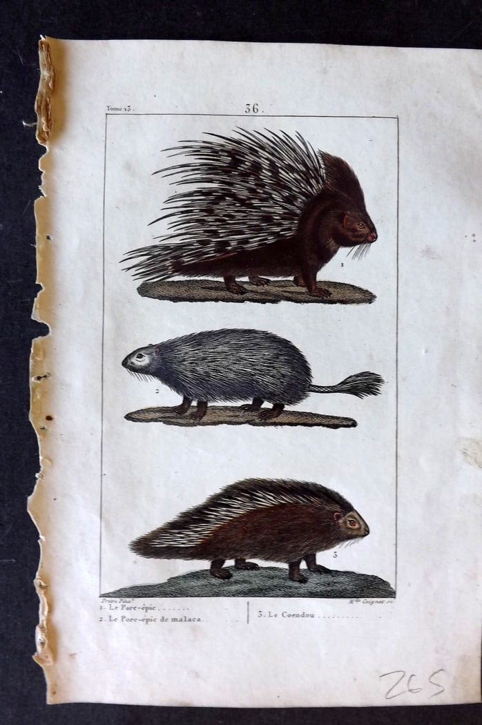 Buffon & Lacepede 1819 Hand Col Print. Porcupines: Hand Colored Etching with Engraving Published 1819-22, Paris for "Oeuvres compl?tes de Buffon" by the Comte de Buffon and Bernard Germain de Lacepede. Paper Size: 8 x 5 inch (20 x 13cm) Good Condition