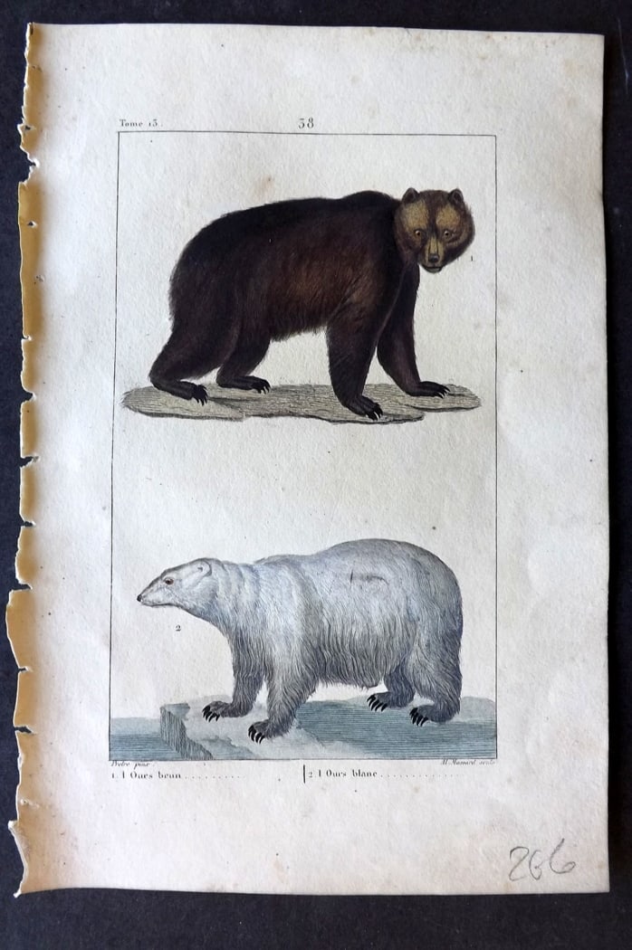 Buffon & Lacepede 1819 Hand Col Print. Brown Bear, Polar Bear: Hand Colored Etching with Engraving Published 1819-22, Paris for "Oeuvres compl?tes de Buffon" by the Comte de Buffon and Bernard Germain de Lacepede. Paper Size: 8 x 5 inch (20 x 13cm) Very minor ton