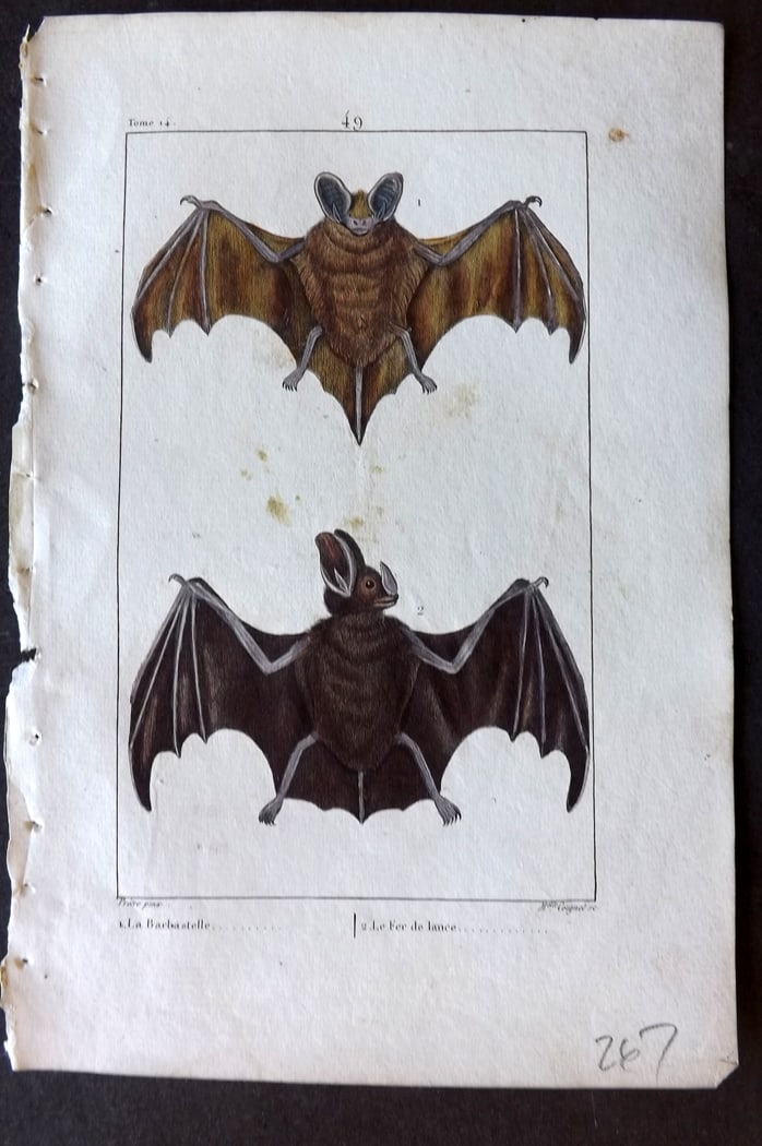 Buffon & Lacepede 1819 Hand Col Print. Bats (1 of 1)