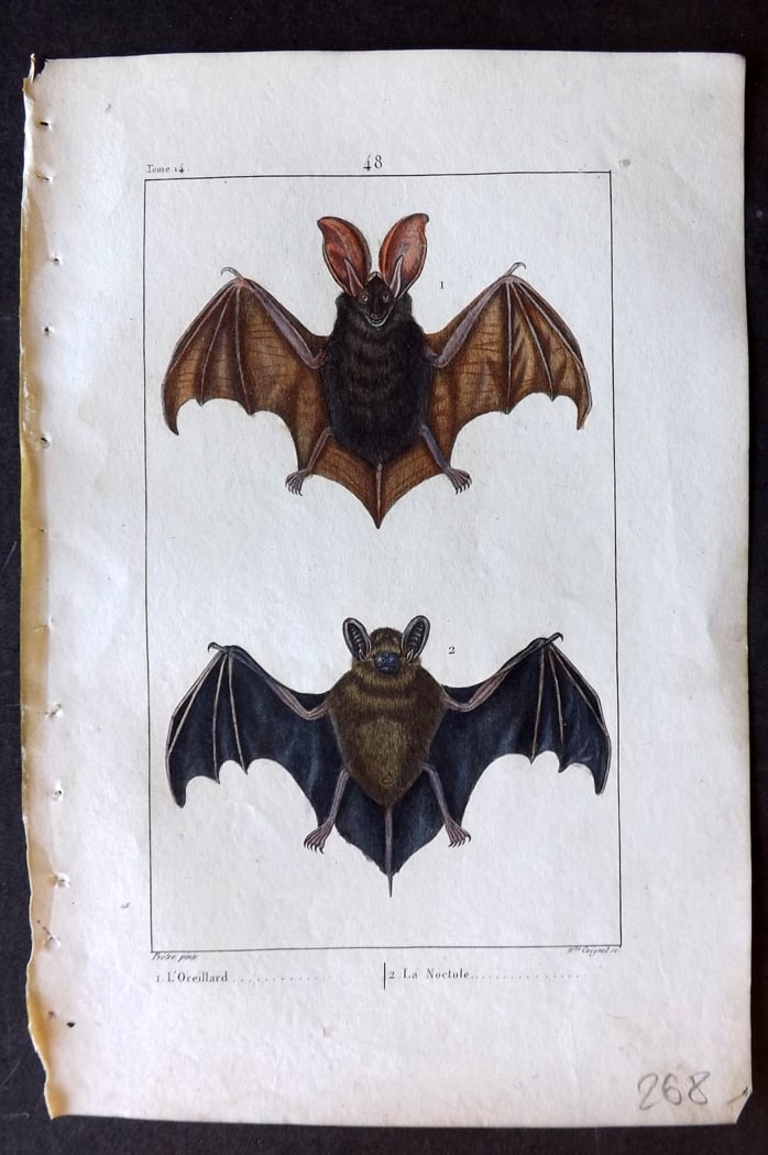 Buffon & Lacepede 1819 Hand Col Print. Bats (1 of 1)