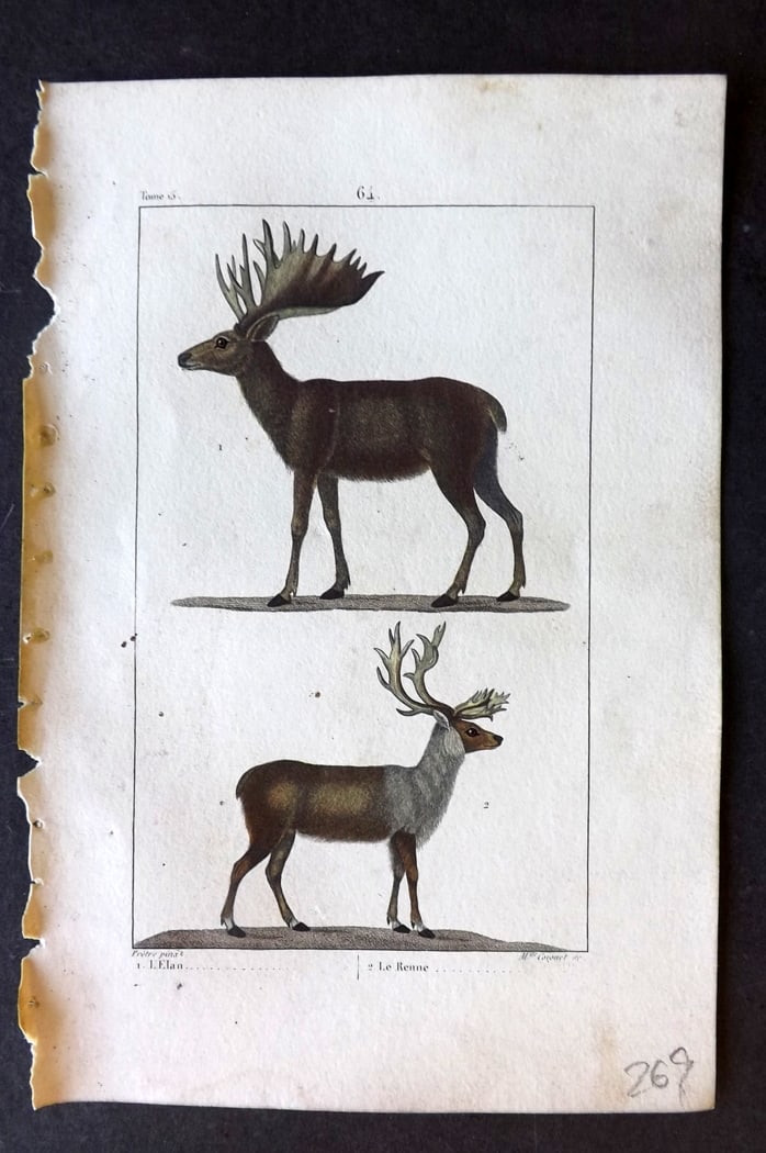 Buffon & Lacepede 1819 Hand Col Print. Elk, Reindeer: Hand Colored Etching with Engraving Published 1819-22, Paris for "Oeuvres compl?tes de Buffon" by the Comte de Buffon and Bernard Germain de Lacepede. Paper Size: 8 x 5 inch (20 x 13cm) Good Condition