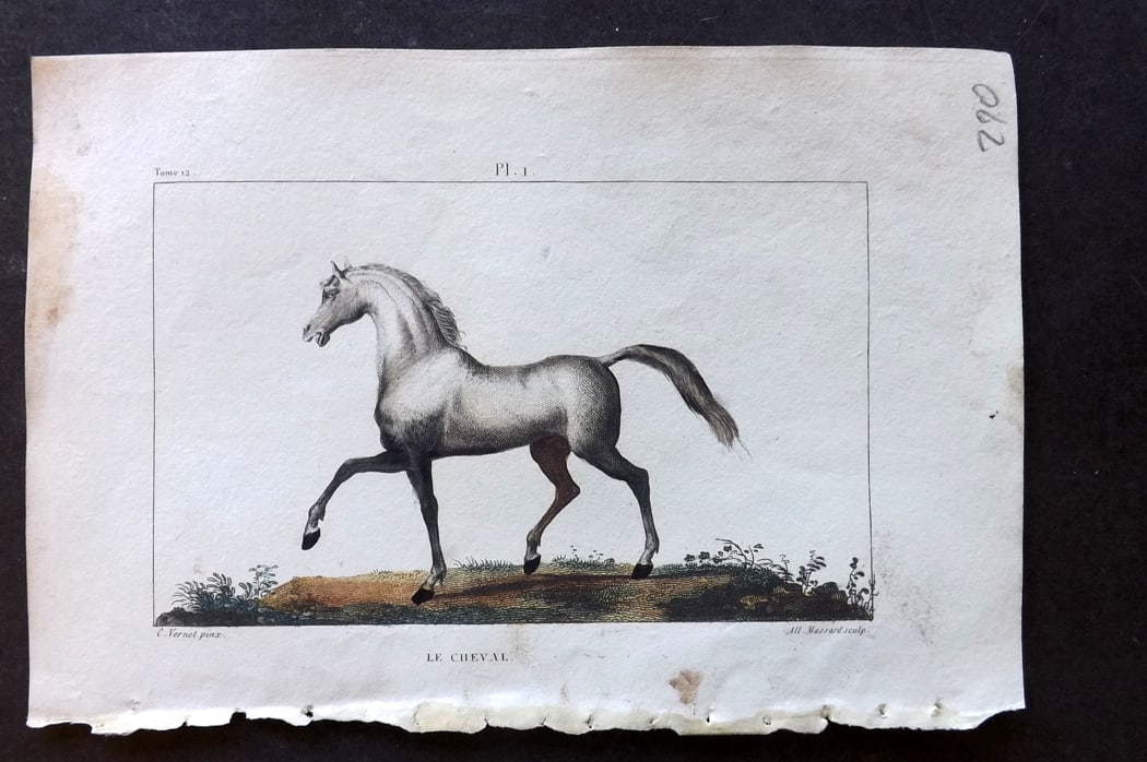 Buffon & Lacepede 1819 Hand Col Print. Horse: Hand Colored Etching with Engraving Published 1819-22, Paris for "Oeuvres compl?tes de Buffon" by the Comte de Buffon and Bernard Germain de Lacepede. Paper Size: 8 x 5 inch (20 x 13cm) Very minor mar