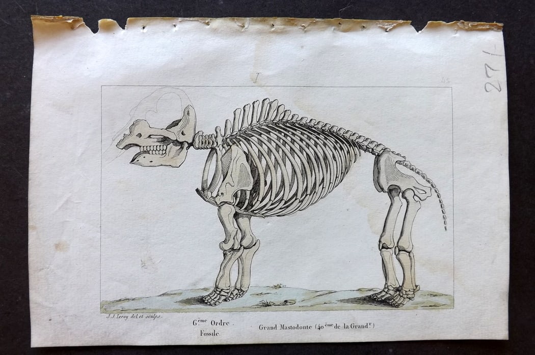 Buffon & Lacepede 1819 Hand Col Print. Extinct Mastodon: Hand Colored Etching with Engraving Published 1819-22, Paris for "Oeuvres compl?tes de Buffon" by the Comte de Buffon and Bernard Germain de Lacepede. Paper Size: 8 x 5 inch (20 x 13cm) light backgrou