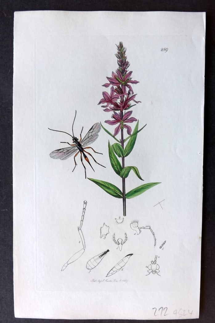 Curtis, John 1829 Hand Col Insect Botanical Print. Chaenon Anceps 289: Hand Colored Etching Published 1823-39, London for "British Entomology: Being Illustrations and Descriptions of the Genera of Insects found in Great Britain and Ireland" First Edition by John Curtis. 