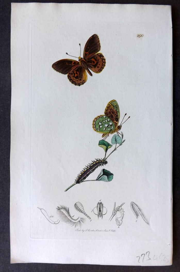 Curtis, John 1830 Hand Col Insect Botanical Print. Dark Green Fritillary Butterfly 290: Hand Colored Etching Published 1823-39, London for "British Entomology: Being Illustrations and Descriptions of the Genera of Insects found in Great Britain and Ireland" First Edition by John Curtis. 
