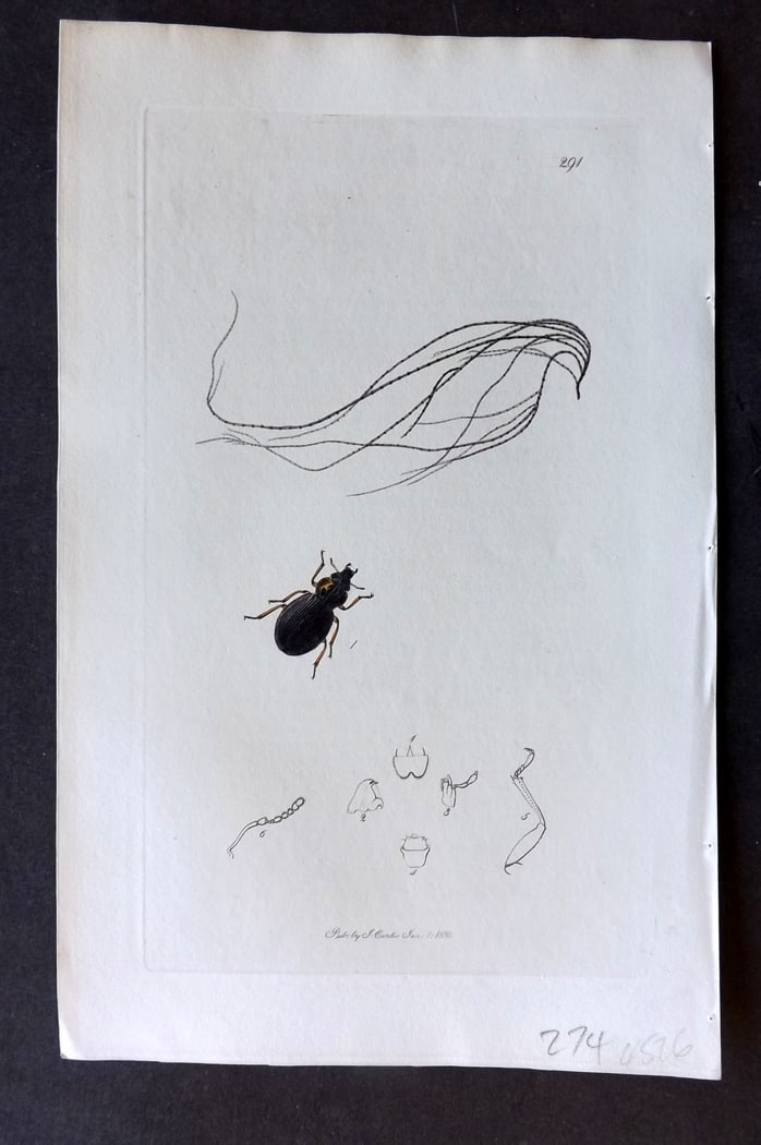 Curtis, John 1830 Hand Col Insect Botanical Print. Enicocerus Gibsoni 291: Hand Colored Etching Published 1823-39, London for "British Entomology: Being Illustrations and Descriptions of the Genera of Insects found in Great Britain and Ireland" First Edition by John Curtis. 