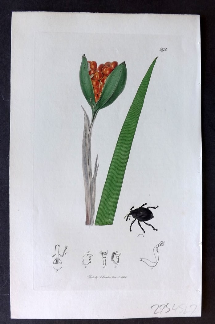 Curtis, John 1830 Hand Col Insect Botanical Print. Mononychus Pseudacori 292: Hand Colored Etching Published 1823-39, London for "British Entomology: Being Illustrations and Descriptions of the Genera of Insects found in Great Britain and Ireland" First Edition by John Curtis. 