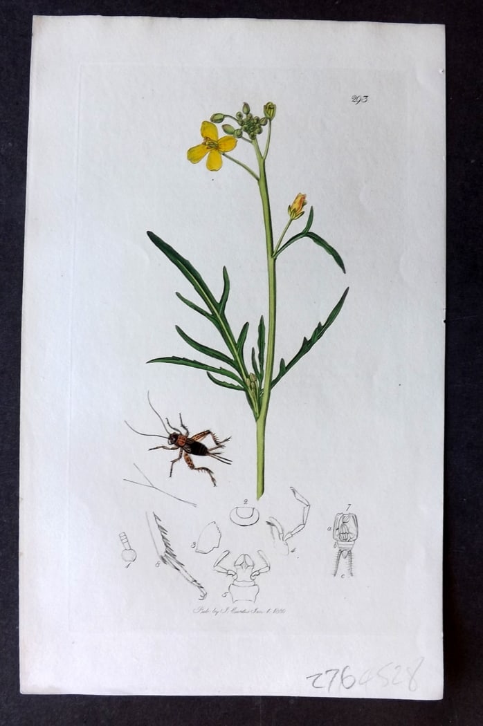 Curtis, John 1830 Hand Col Insect Botanical Print. Acheta Sylvestris 293: Hand Colored Etching Published 1823-39, London for "British Entomology: Being Illustrations and Descriptions of the Genera of Insects found in Great Britain and Ireland" First Edition by John Curtis. 
