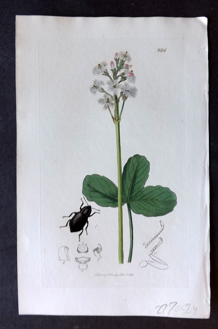 Curtis, John 1830 Hand Col Insect Botanical Print. Elmis Volckmari 294: Hand Colored Etching Published 1823-39, London for "British Entomology: Being Illustrations and Descriptions of the Genera of Insects found in Great Britain and Ireland" First Edition by John Curtis. 