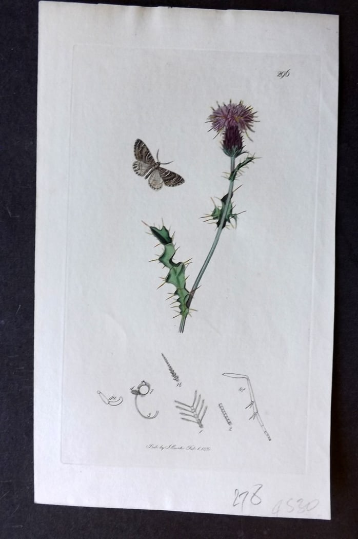 Curtis, John 1830 Hand Col Insect Botanical Print. Zerynthia Latentaria 296: Hand Colored Etching Published 1823-39, London for "British Entomology: Being Illustrations and Descriptions of the Genera of Insects found in Great Britain and Ireland" First Edition by John Curtis. 