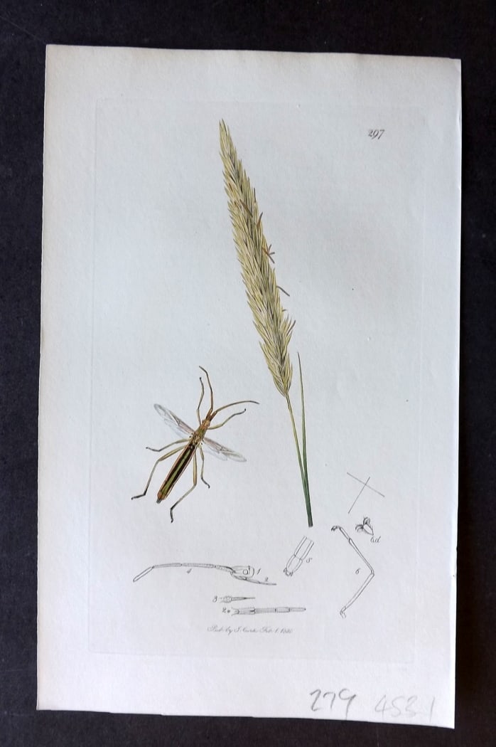 Curtis, John 1830 Hand Col Insect Botanical Print. Chorosoma Arundinis 297: Hand Colored Etching Published 1823-39, London for "British Entomology: Being Illustrations and Descriptions of the Genera of Insects found in Great Britain and Ireland" First Edition by John Curtis. 
