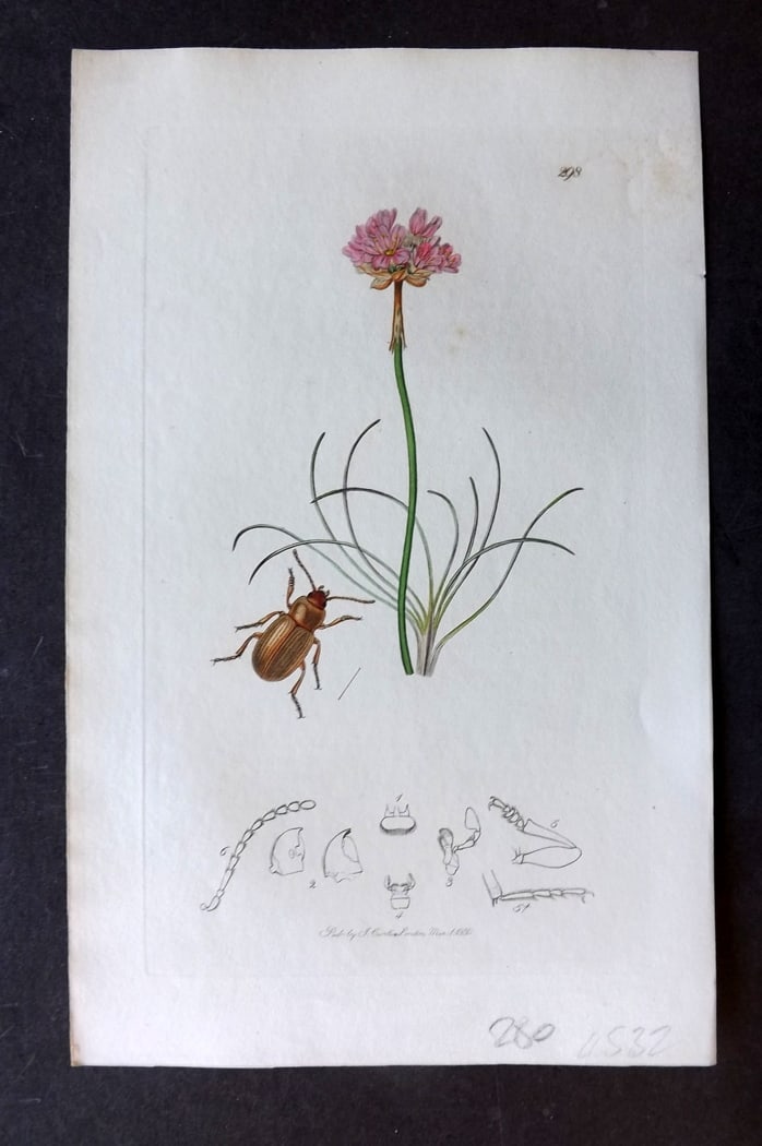 Curtis, John 1830 Hand Col Insect Botanical Print. Helops Pallidus 298: Hand Colored Etching Published 1823-39, London for "British Entomology: Being Illustrations and Descriptions of the Genera of Insects found in Great Britain and Ireland" First Edition by John Curtis. 