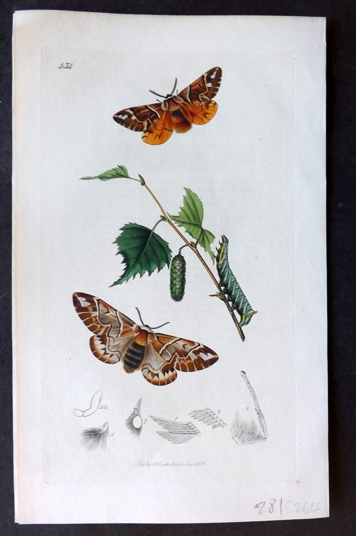 Curtis, John 1833 Hand Col Insect Botanical Print. The Glory of Kent Moths 434 (1 of 1)