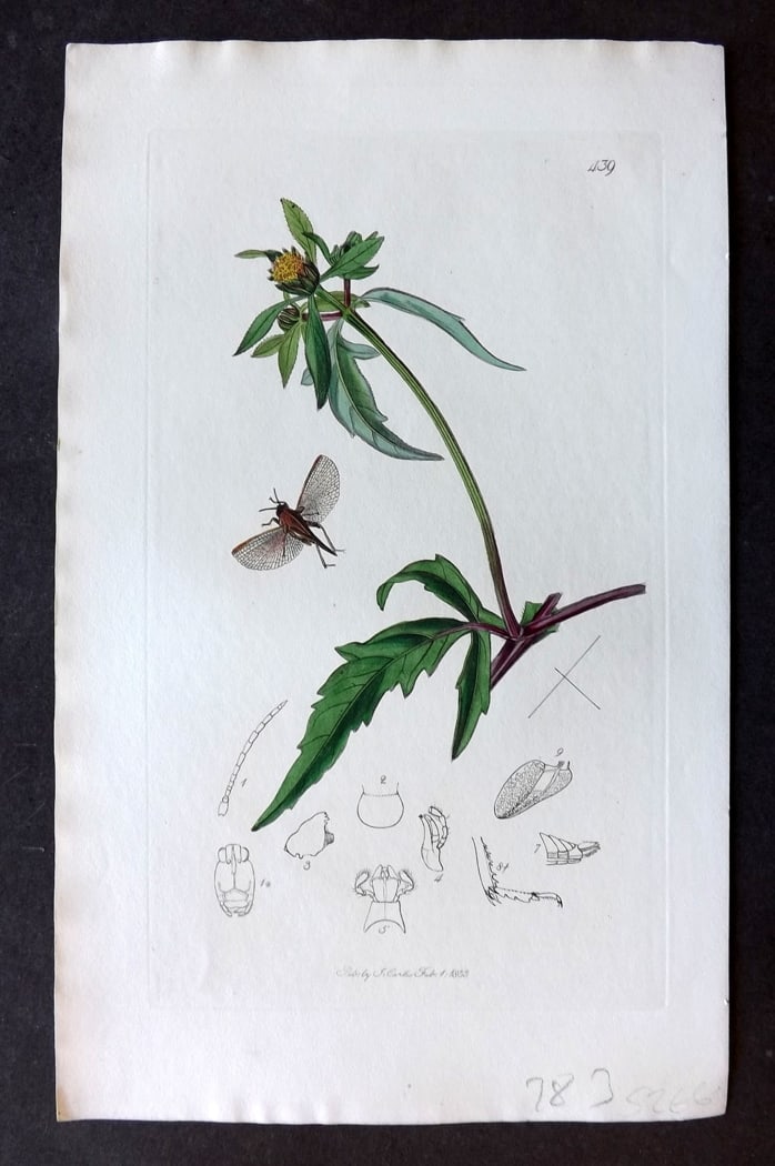 Curtis, John 1833 Hand Col Insect Botanical Print. Acrydium Subulatum 439 (1 of 1)